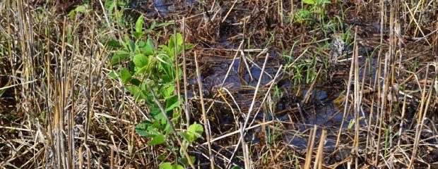 La producción de #soja en Entre Ríos cayó un 35% momentodecampo.com.ar/Fuentes/detall…