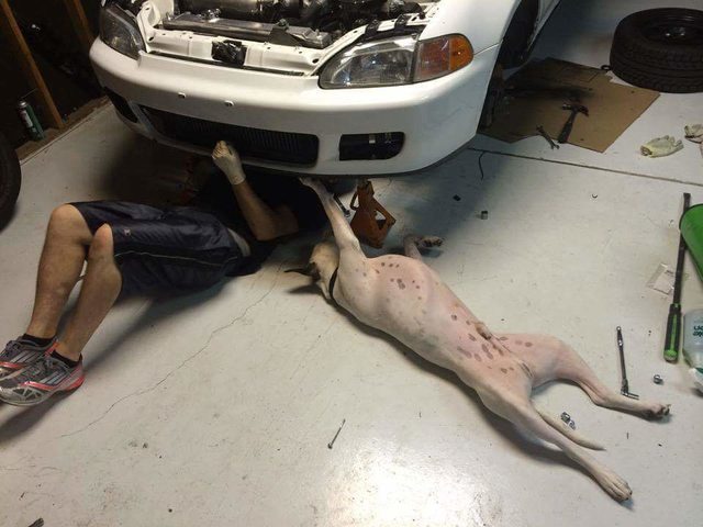 TheLazyDog_'s tweet image. Man,  your radiator is looking a bit ruff. #DogLife