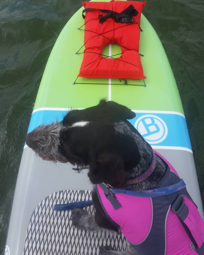 BigMooseDogTrai's tweet photo. PS My dog rocks!

#pupsup #SUP #lifejack #good2go #paddleboard #theneighborhoodoffshore #c… https://t.co/YevvT53zSQ https://t.co/tk1IAAu9aS