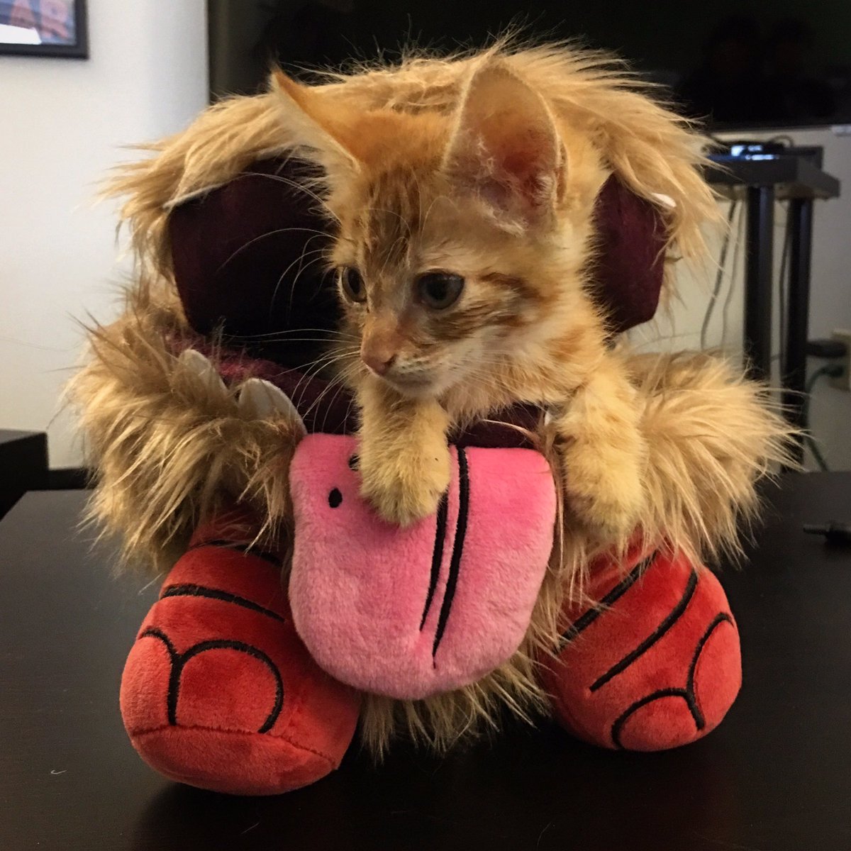 Cinesaurus's tweet image. If you ever need help keeping track of your kittens, just throw 'em in a Chester! @klei #DontStarve #cute #kittens