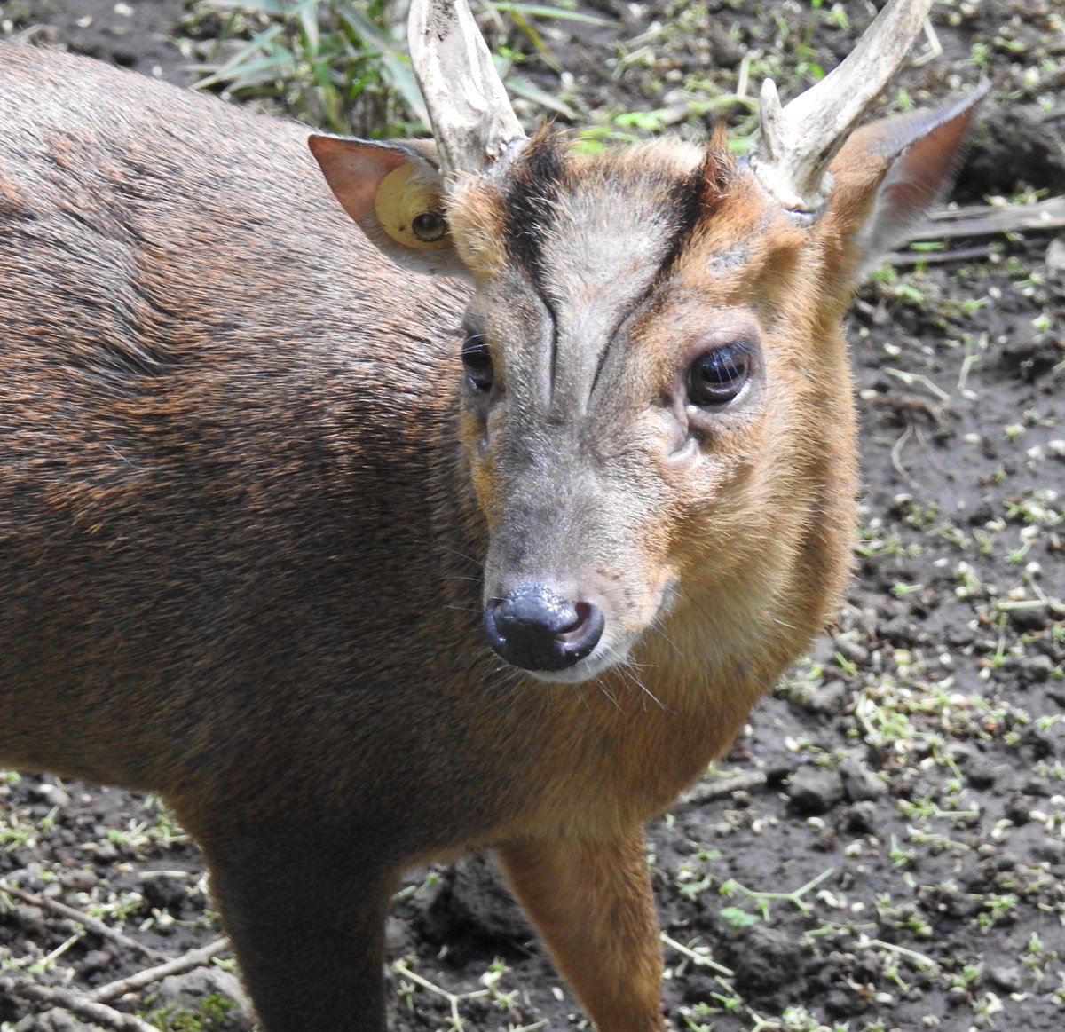 Pu Ton キョン ちゃん カワイイ 富士サファリパーク のホームページの動物紹介には出てないですけど ウォーキングサファリで見ることができます Reevessmuntjac