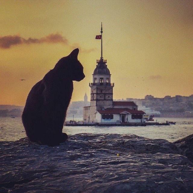 neoldu's tweet photo. Baktım sana kızgın değilim
Kırgın değilim
Dargın değilim
Kısacası artık
Ben sana "hiçbir şey" değilim

Cemal Süreya https://t.co/2Hlekb66Ss