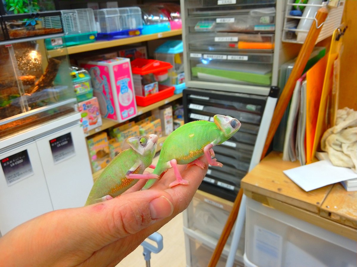 お問い合わせが多発してたので、売れちゃっていた
パイドエボシカメレオン再入荷ー！！
今回はペア！