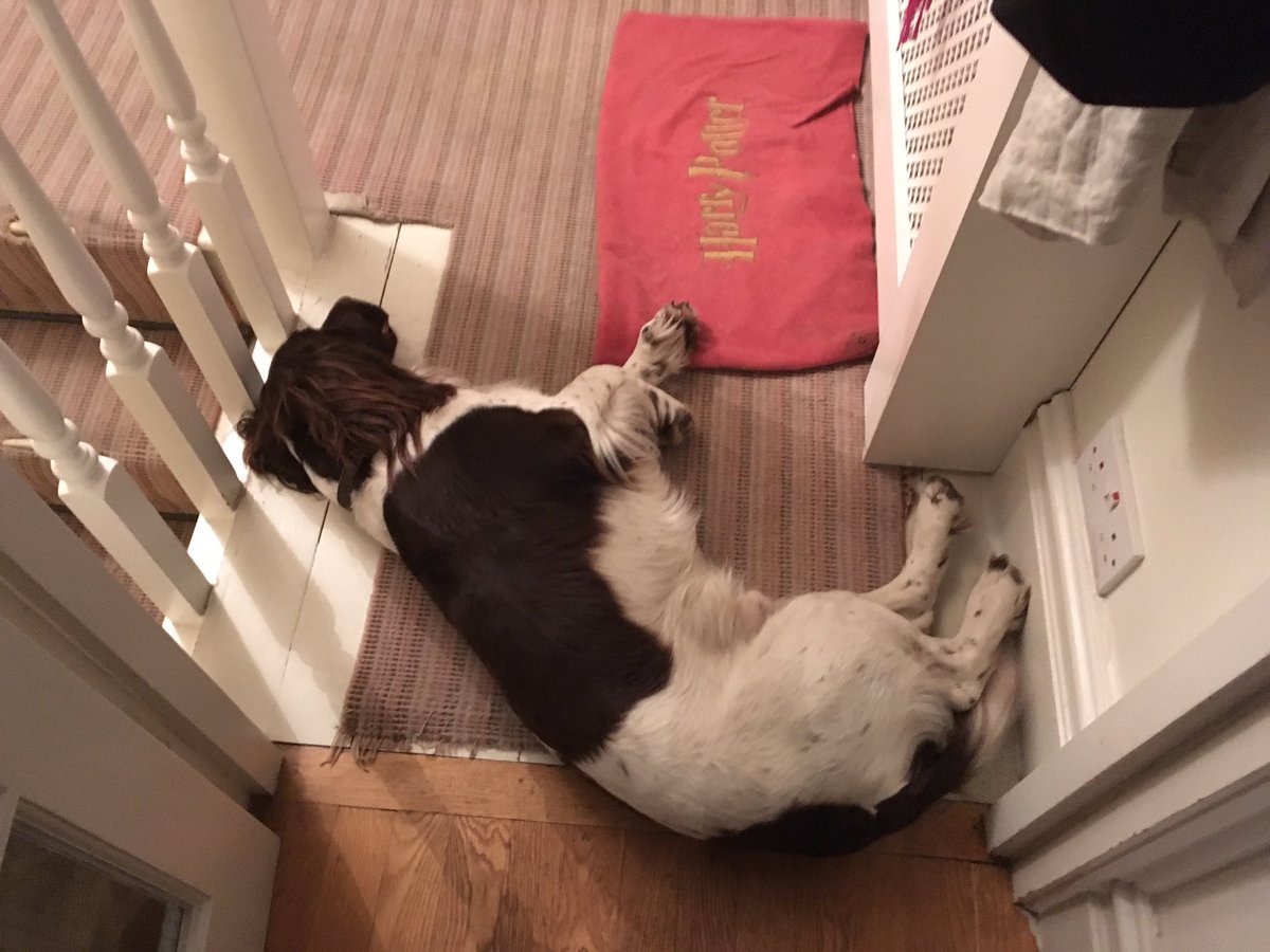 MollyRitaShuff's tweet photo. So this is the sight I come home from work to #hesnotmoving https://t.co/nkzgmIIAsj