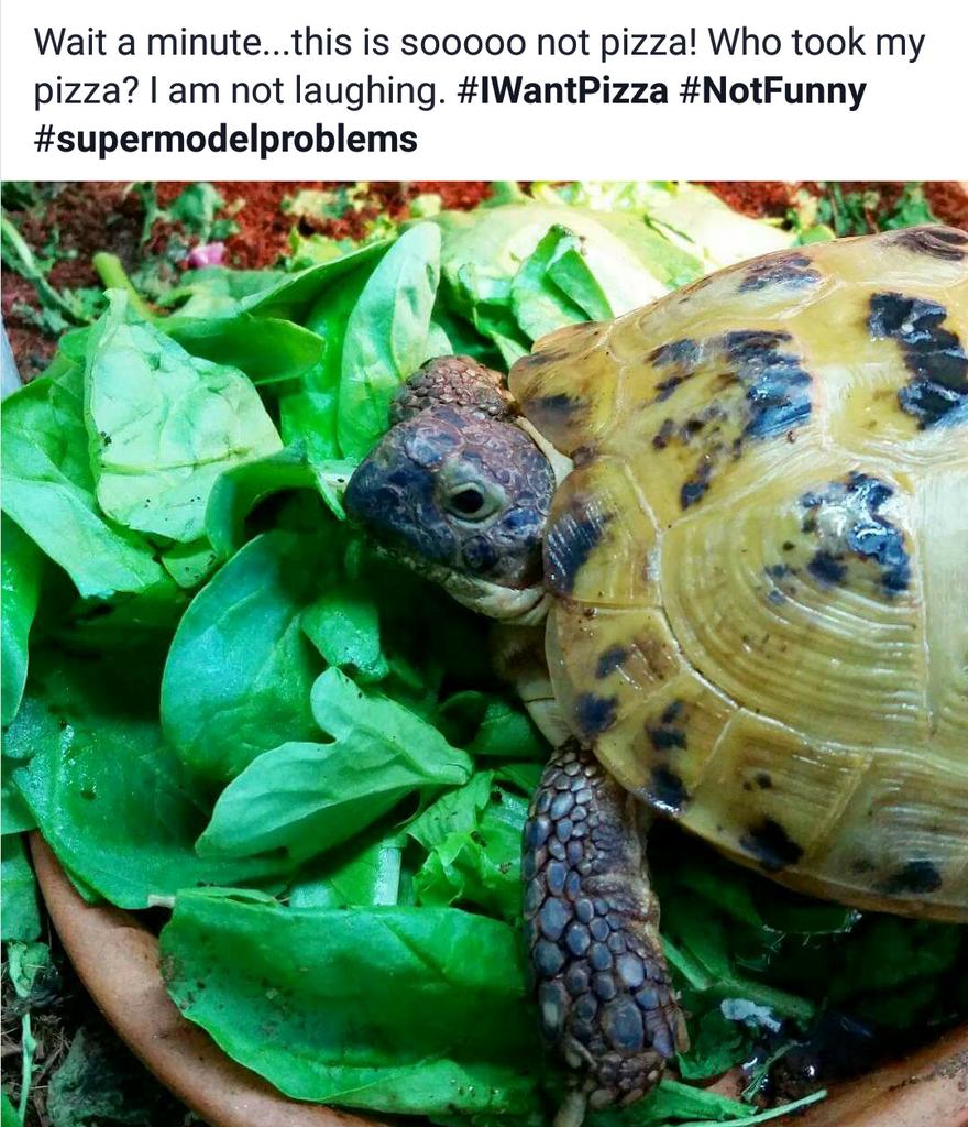 NeilTheTortoise's tweet photo. Wait a minute, this is sooo not pizza! Who took my pizza? I am not laughing.#IWantPizza #hungry #supermodelproblems https://t.co/7Kk7pmR6xp
