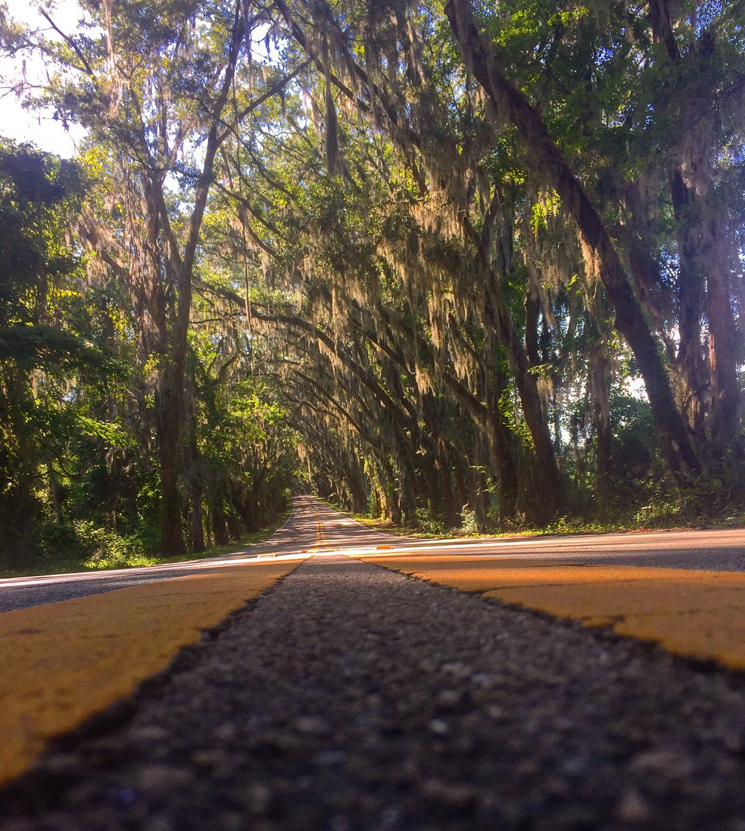 simplerobinb's tweet image. Beautiful Canopy Road #runnerbliss #runhappy #optoutside #florida #thisismychurch