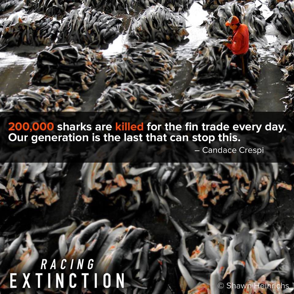 RacingXtinction's tweet photo. RT > There is no @SharkWeek w/o #sharks! Urge @FedEx to BAN #sharkfin shipments: https://t.co/zFRhj9D7p4 #SharkWeek https://t.co/hBU71tgUeC