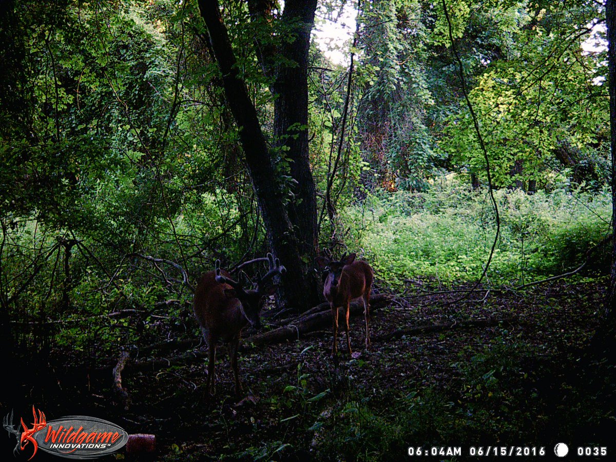 sjmarshhunter's tweet photo. They're lovin the black magic #deercane https://t.co/PtCO0tPuk9