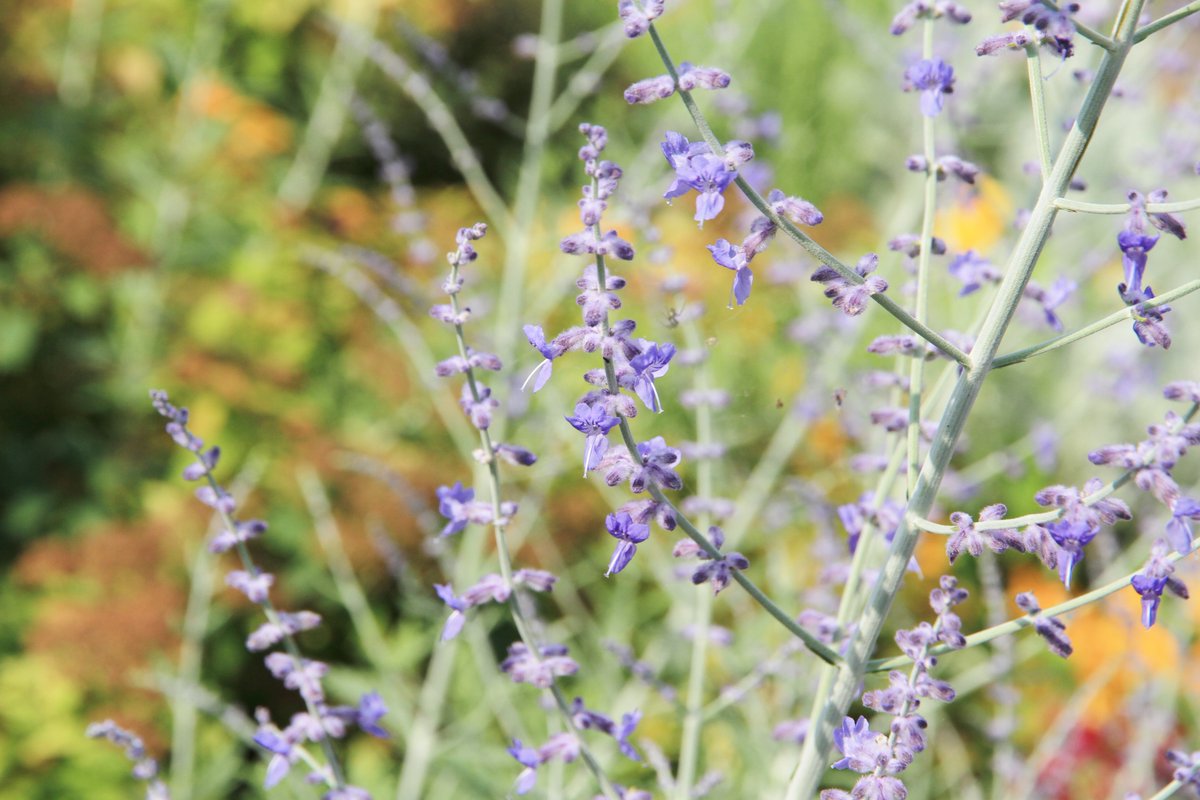 神戸布引ハーブ園 公式 Twitterissa ハーブガイド本日の一押し ロシアンセージ シソ科 風の丘エリアにて開花中です 青紫色の小さな花がたくさん咲きます 開花時期は初夏 夏にかけて 別名サマーラベンダーとも呼ばれていますが ラベンダーとは異なる植物です