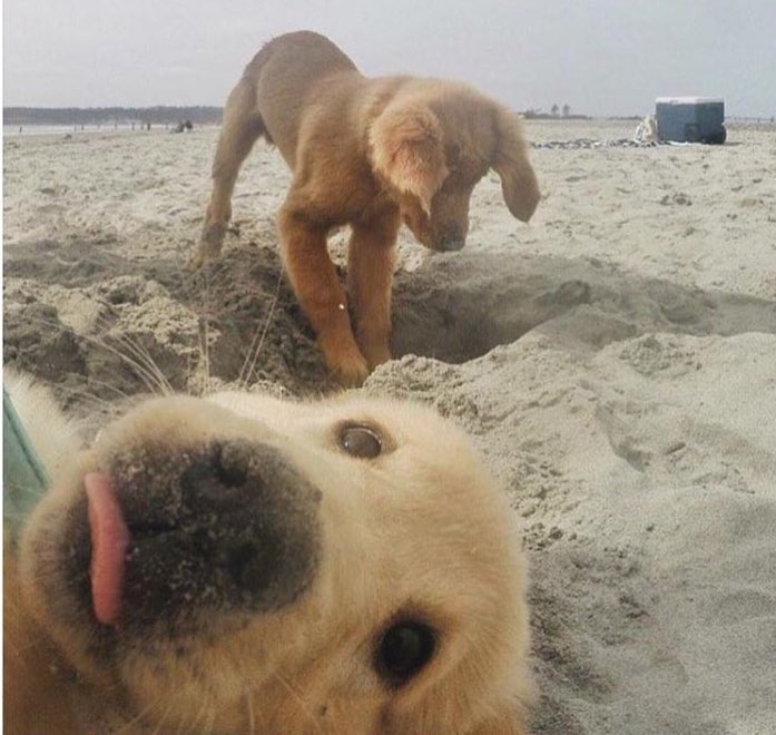 StumblerTop's tweet photo. the cutest photobomb of all time 😍 https://t.co/OIw6306J93