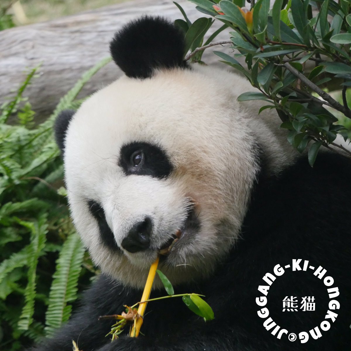 Riepanda 私もマカオ新聞の書き方が で 今の閉館期間中に交配 妊娠には早すぎないか と朝から で頭がいっぱいだったりします 本当だったら喜ばしいことですが