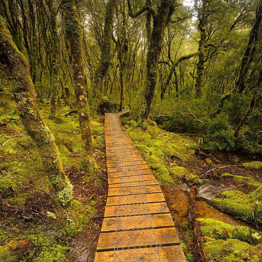 tasmania's tweet photo. Anyone care to join us for a stroll through the ancient forests of Cradle Mtn - Lake St Clair NP? (Pic @simonbeedle) https://t.co/3uTe4oYeHh