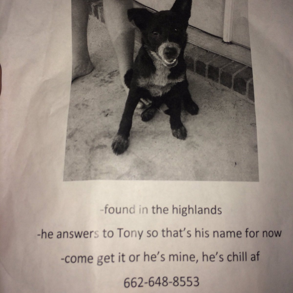 wreed15's tweet photo. SOS help needed #helptony #alllivesmater https://t.co/boxoit7cVM