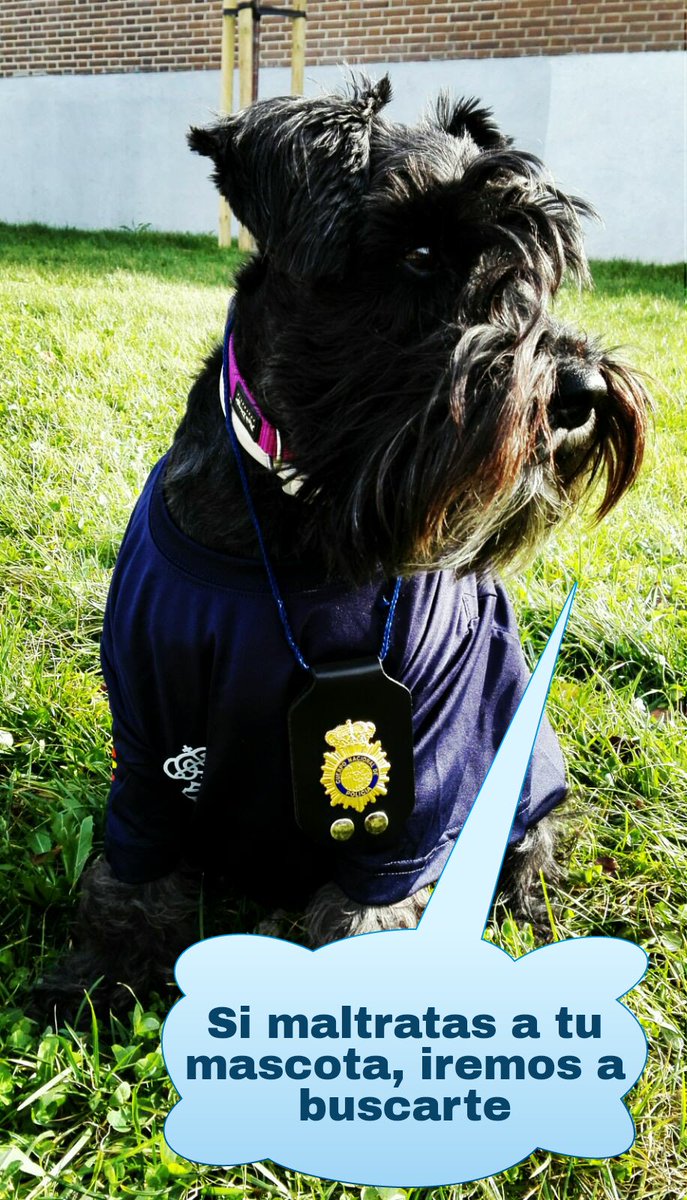 policia's tweet photo. ¡¡Si es el perro más bonito del mundo y el que más cariño te da!! No seas canalla. NO #MaltratoAnimal NO #Abandono https://t.co/xfuwncPaPj