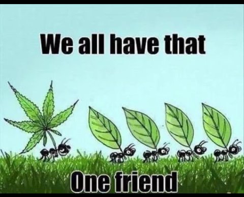 hustlernature's tweet image. @GPen @WeedGifss @ThaStonerNation @StonerGifss @GeniusPothead #stonernation #compassesh @HHCPlusLA @compassesh