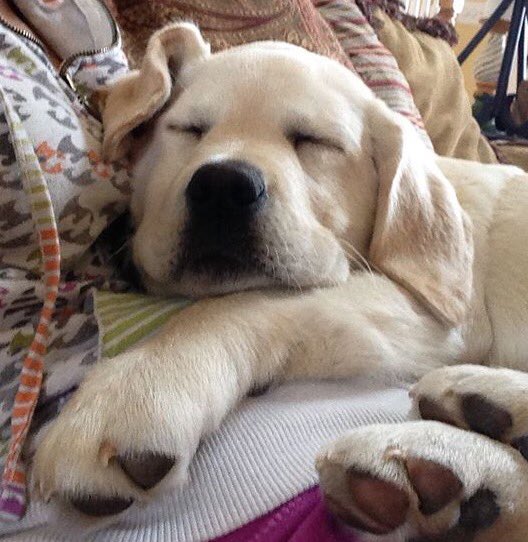 Arushi Grover tweet media