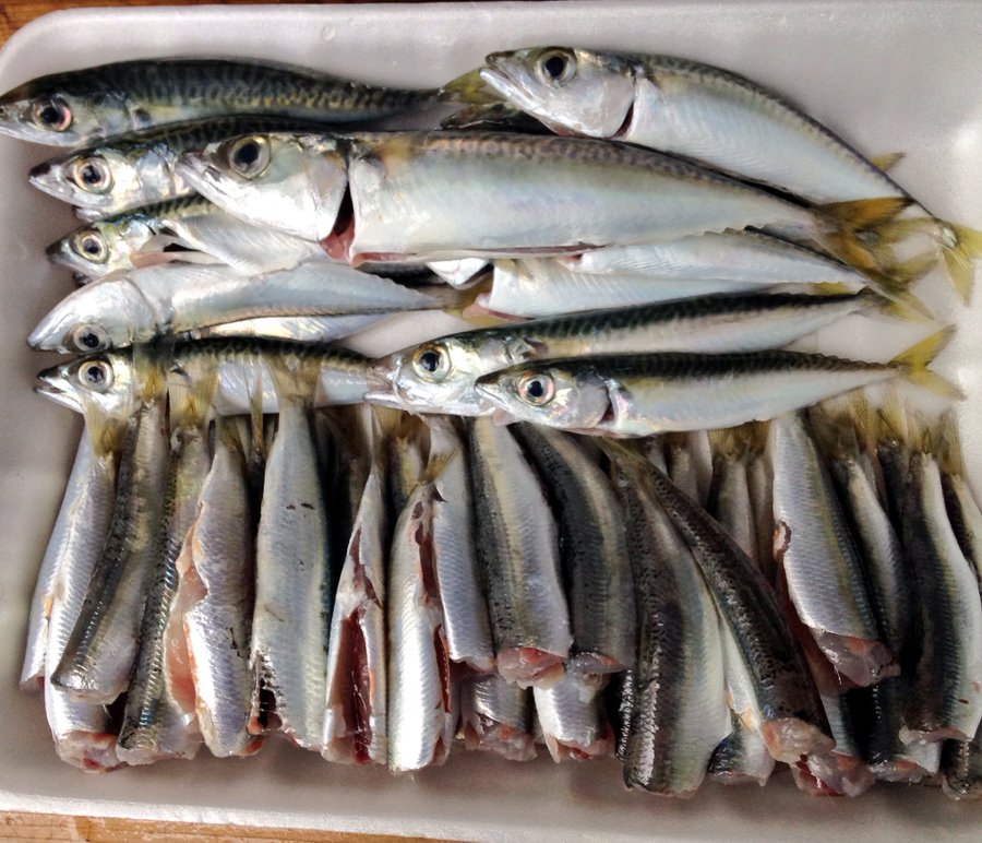 浜名湖サビキ爆釣 浜名湖海釣り公園でサビキ釣りをやってみた バズーカnews 怖い話と都市伝説