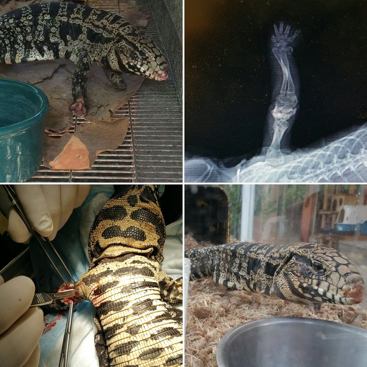 AlyNic14's tweet photo. Rescued #Tegu that had been shot. Healing very well since amputation. Thanks for the help @AvocadoVet #vettechlife https://t.co/rizKYPaVep