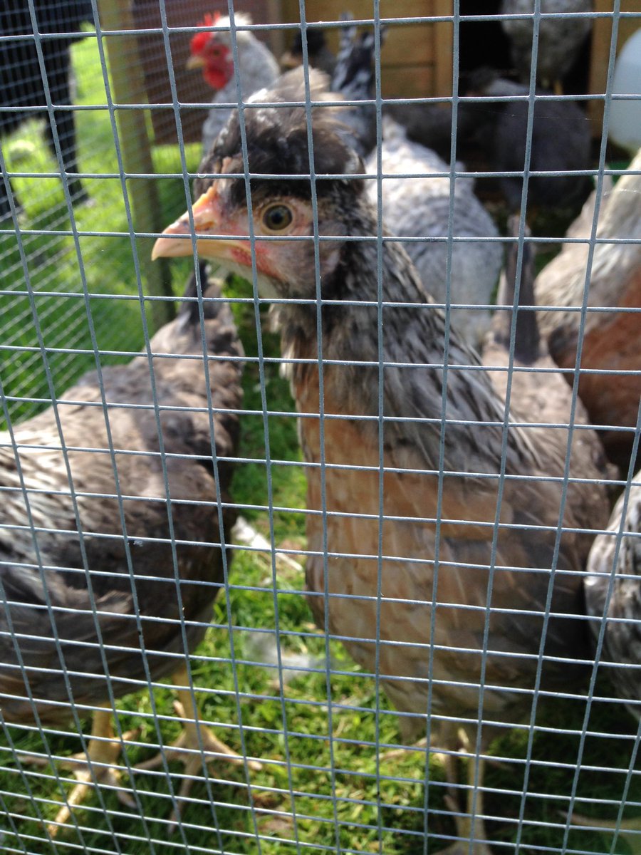 Hatchingchicks's tweet photo. Been forever since I was last on Twitter! Chicks now outside and growing well, looking like hens now! #timeflies https://t.co/Du7WkrbuGx