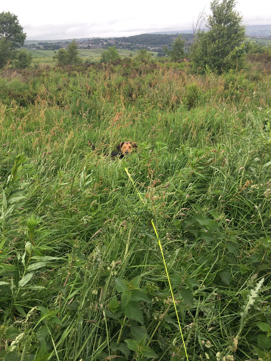 JasperofHaworth's tweet photo. Not sure if mum can see me #longgrass #haworth #dogwalks https://t.co/AtlI1QSr7i