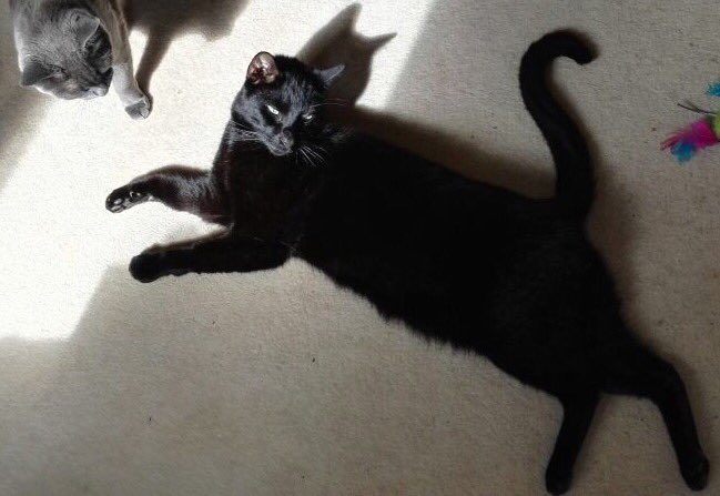 Halfsiamesesid's tweet photo. Happy #Caturday one and all! https://t.co/83iI3xMonA