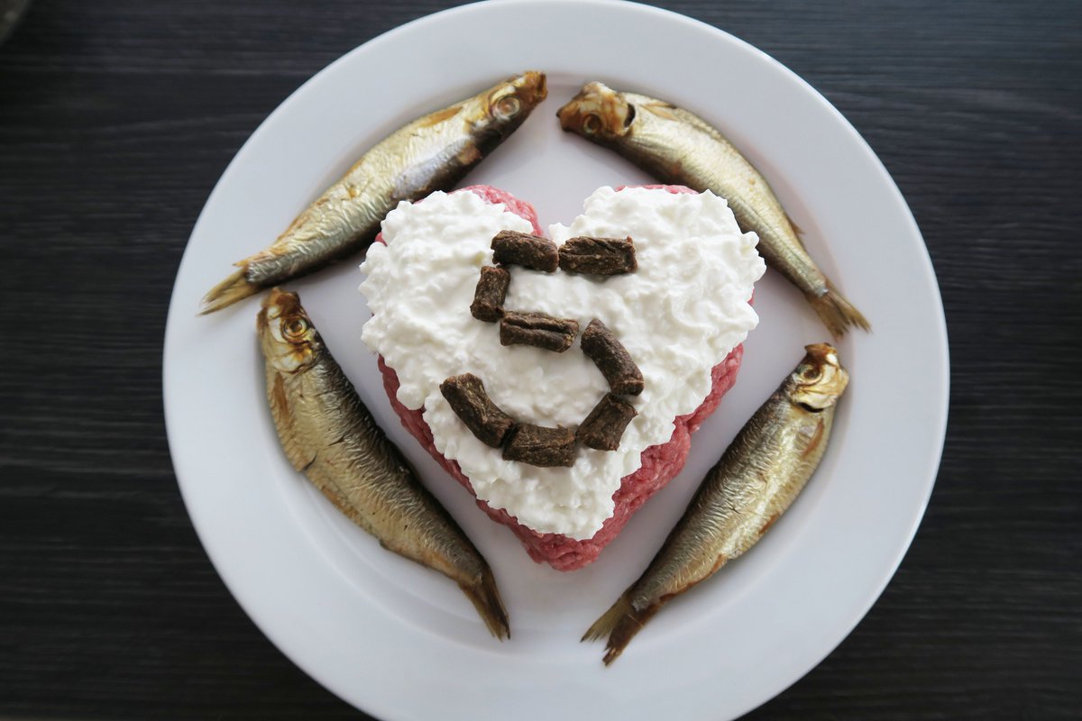 MissChessie's tweet photo. Gonzo's Geburtstagstorte. Rinderhack, Hüttenkäse, Sprotten und Leckerlies. Alles Gute, alter Grummelsack <3 https://t.co/0Vo98xneo0