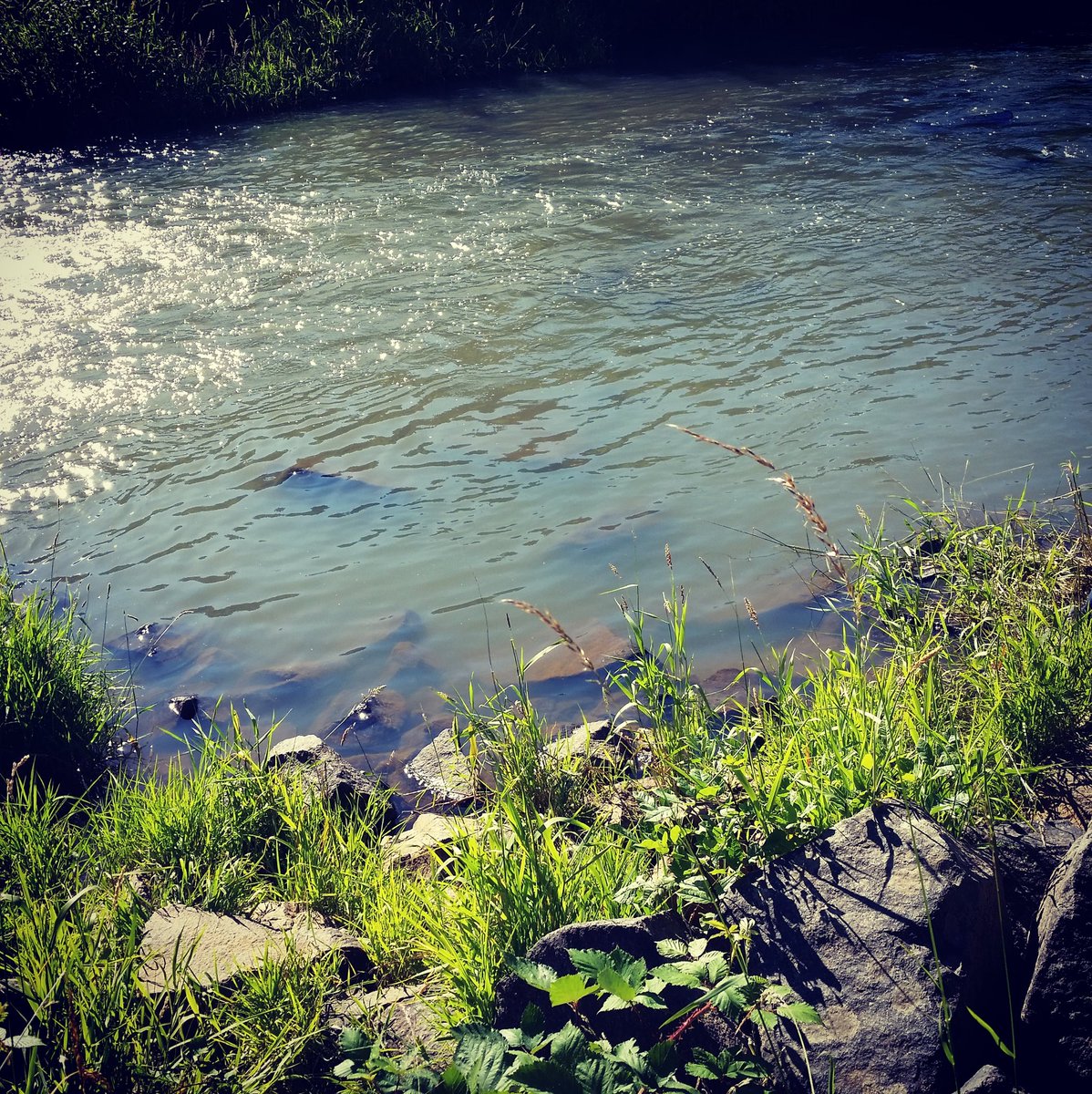 midnight_ruby94's tweet image. River love 😍