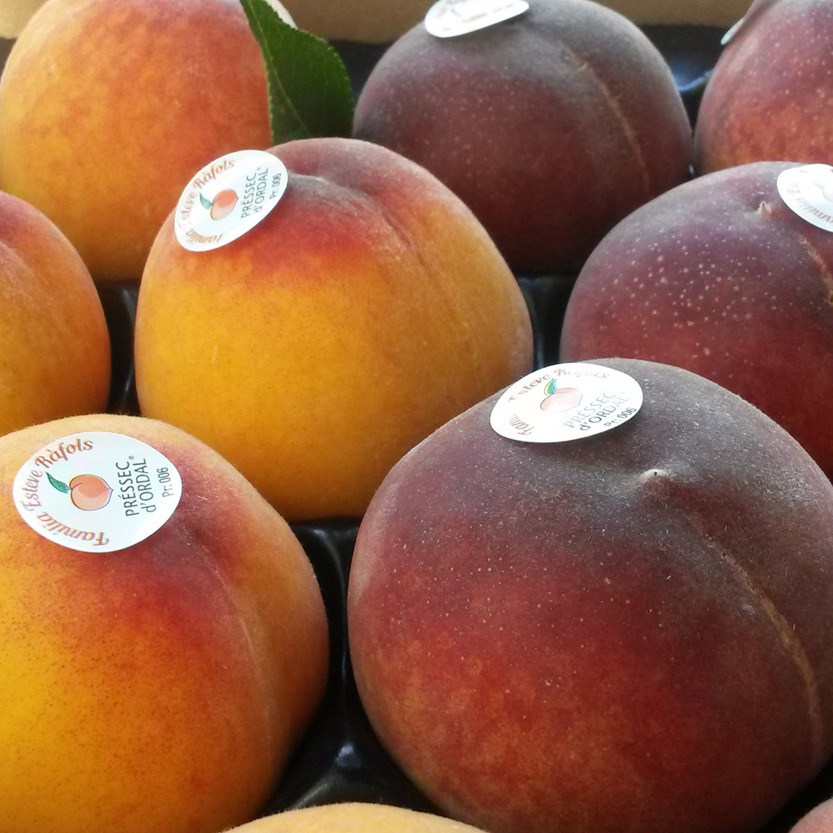 Començar l'estiu també vol dir això: poder menjar préssecs cada dia! #pressecdordal #subirats #penedes #catalunya