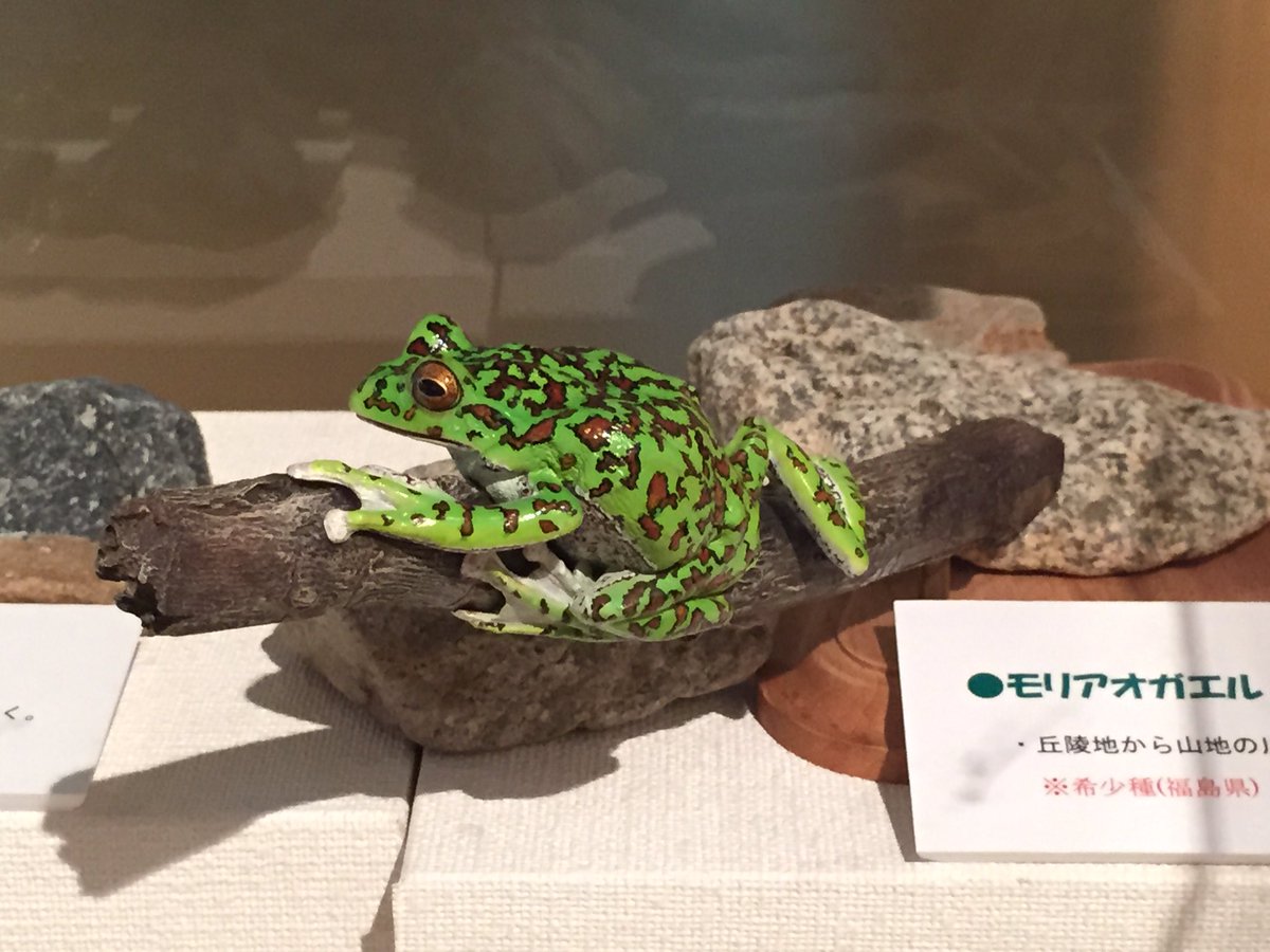 ネイチャーテクニカラー いきもん公式 No Twitter 南相馬市博物館 毎年 川内村のモリアオガエル観察会でお世話になっている先生を訪ねました 歴史と生き物の展示が充実した素敵な博物館でした