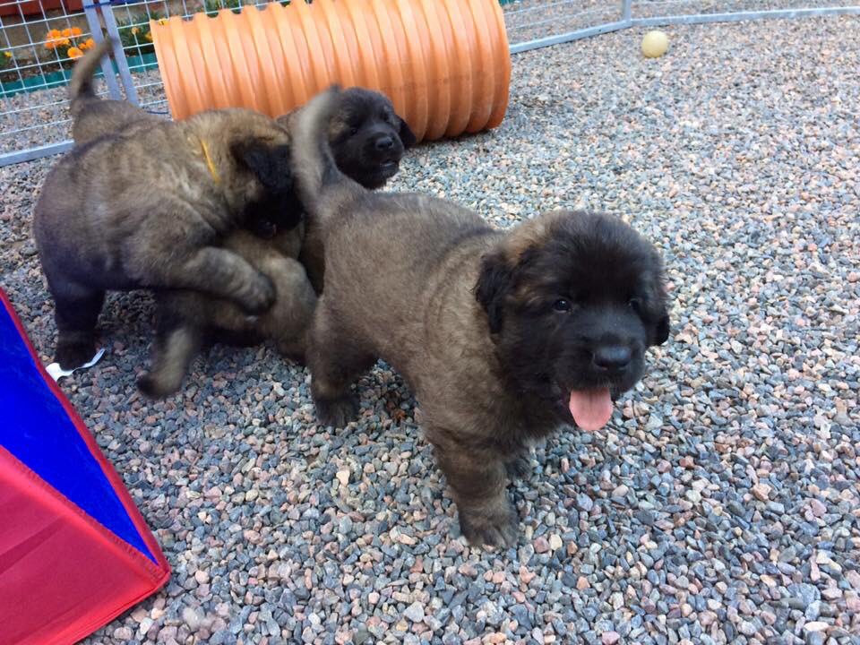 densbornt's tweet photo. 3 veckor kvar🐶 https://t.co/OiYzqLb6D3