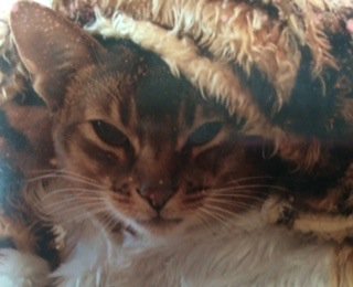 Sadly it's not that funny any more. EU result brings out the tiger mum in me. #EUref #catsagainstbrexit