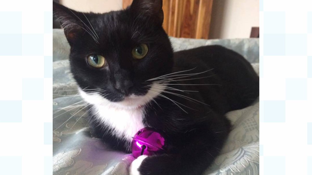 Warnings as so-called 'Croydon Cat Killer' strikes 100 miles away in Birmingham itv.com/news/2016-06-2…