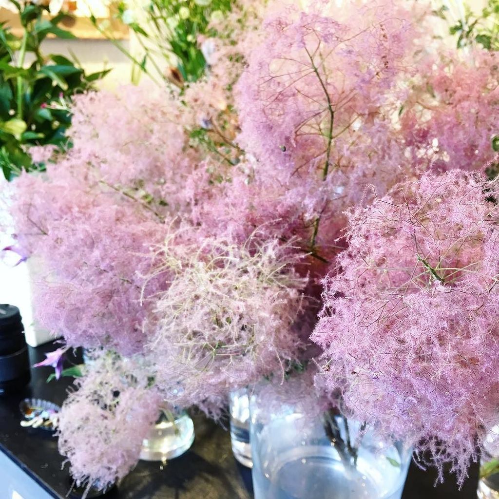 Tocolier トコリエ 今月の草花 スモークツリー ピンクファー ふわふわ の綿毛のようなスモークツリー 雌株と雄株があり 花が咲いた後にもくもくと煙のようにな雌株の方だそうです ドライフラワーにもなる T Co Pt8yehwqum Tocolier トコリエ 今月の草花 スモークツリー ピンクファー ふわふわ の綿毛のようなスモークツリー 雌株と雄株があり 花が咲いた後にもくもくと煙のようにな雌株の方だそうです ドライフラワーにもなる T Co Pt8yehwqum