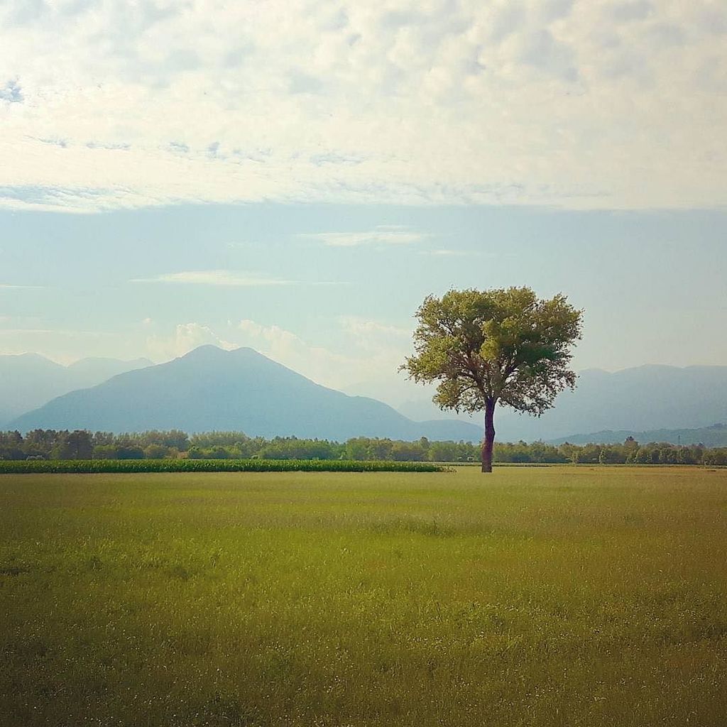 igers_vicenza's tweet photo. Un albero solo tra i verdi prati della nostra provincia. @ettorepolaroid 👏🏼👏🏼👏🏼 #igersvice… https://t.co/RAKd9CCXLs https://t.co/5nWmmPdRMH