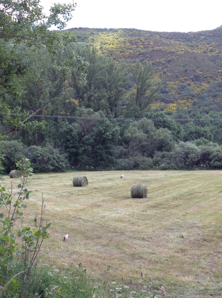 Por mi parte, llevo todo el día observando cómo ese gato observa esa cigüeña