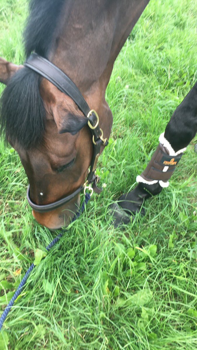 Cooley Again enjoying some Polish grass in his <a href="/KHWboots/">Kentucky Horsewear</a> 😊