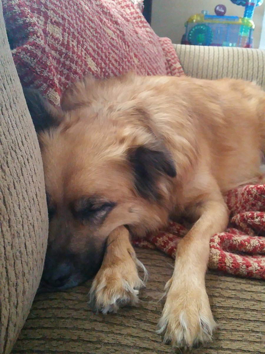 IBDSucks's tweet photo. The ONLY thing good about coming home from vacation #gsmnp #andBed https://t.co/WTHaRCxj3o