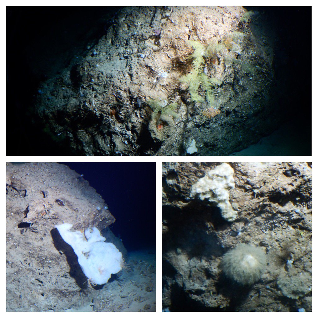 sirenasmd's tweet photo. Ocean exploration w @SubstationCur &amp; @FCousteau #oceanlab #DeepBlueSea https://t.co/ZbY2V36lGk