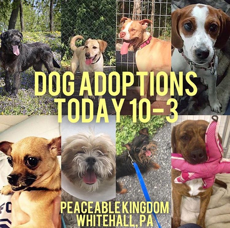 peaceable kingdom small dogs for adoption
