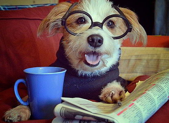 pethubbr's tweet photo. Acesse nosso blog e tenha acesso a matérias especiais para anfitriões e donos de pets! https://t.co/7FzXBf0CbT https://t.co/eligvN5VEo