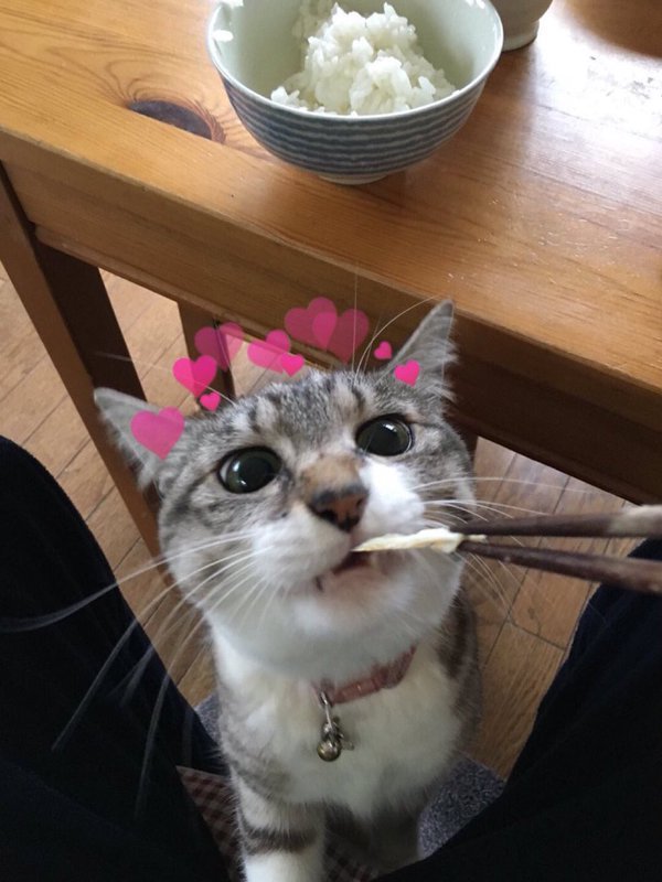 AwwwCuteAnimals's tweet image. LOOKLOOKLOOK