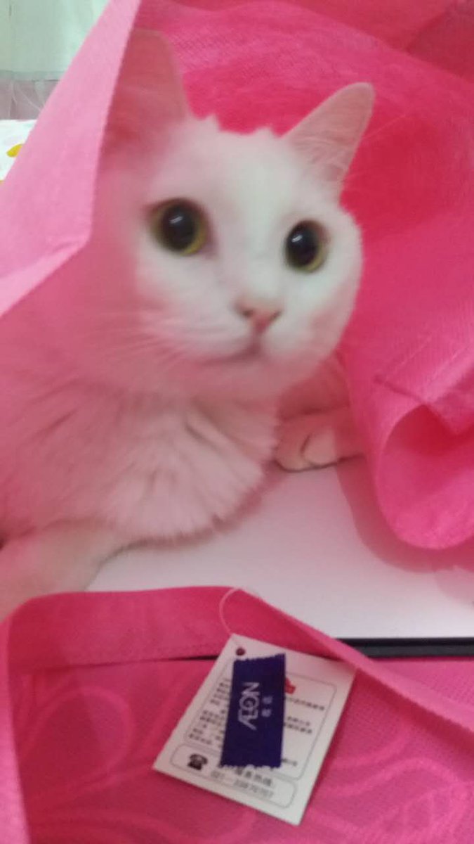 SexyKinkyOnes's tweet photo. It's #Caturday ,time for #HelloKitty #LazyKitty #CuriousKitty #QueenKitty #Fanta #Kitty #HiddenKitty #WhiteKitty ^_^ https://t.co/zNCY3ys5ww