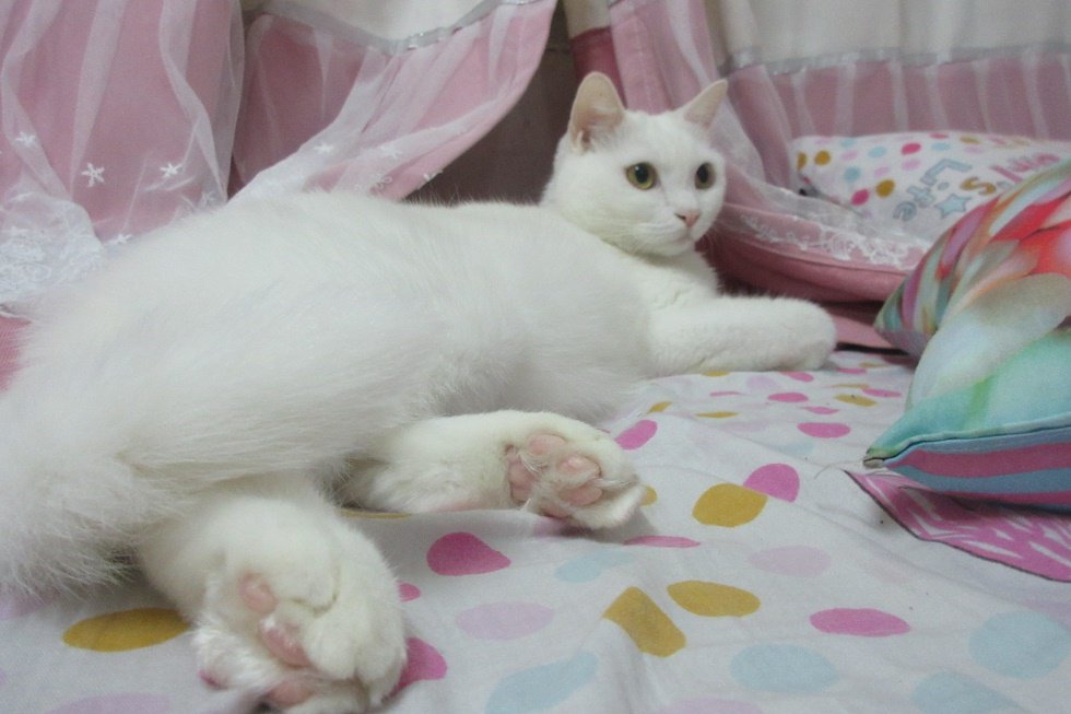 SexyKinkyOnes's tweet photo. It's #Caturday ,time for #HelloKitty #LazyKitty #CuriousKitty #QueenKitty #Fanta #Kitty #HiddenKitty #WhiteKitty ^_^ https://t.co/zNCY3ys5ww