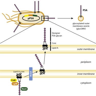 CellChemBiol's tweet photo. New work from @mattdelisa &amp; co. on designer glycotopes that yield class-switched antibodies  https://t.co/XTPbyNGy6l https://t.co/zRlfey6BwU