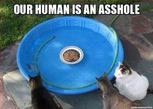 BmoreComedyFact's tweet photo. Getting revenge for your cat being a cat https://t.co/i5PMWzKgUZ