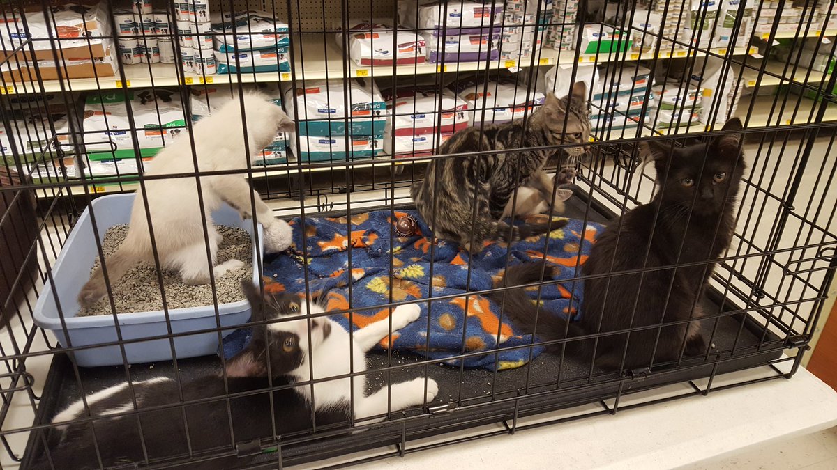 PetSmart 637 tweet media