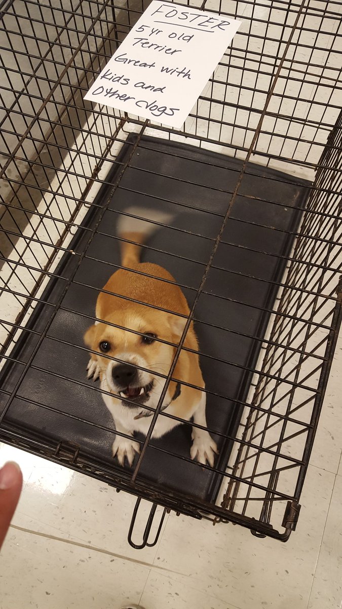 PetSmart 637 tweet media