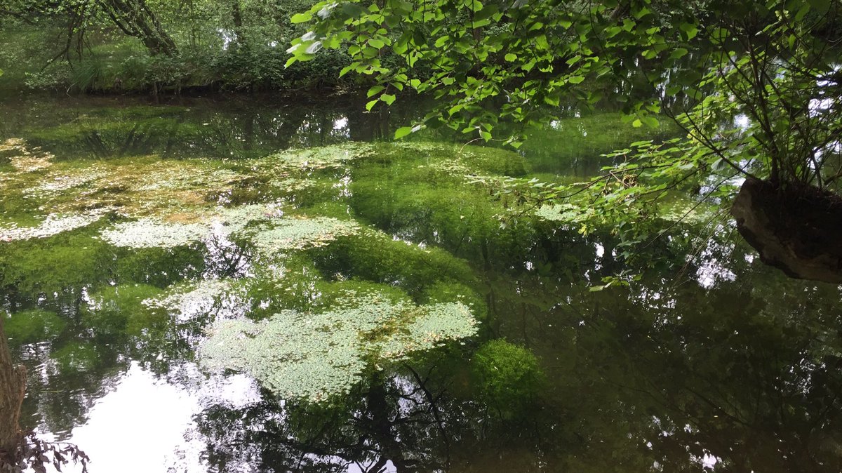 Bergnarrisch's tweet photo. Wieder mal einen Blick vor die HausGegend... #Böhmerweiher, #AubingerLohe und am #Fischbach https://t.co/YK4X2MjFvN
