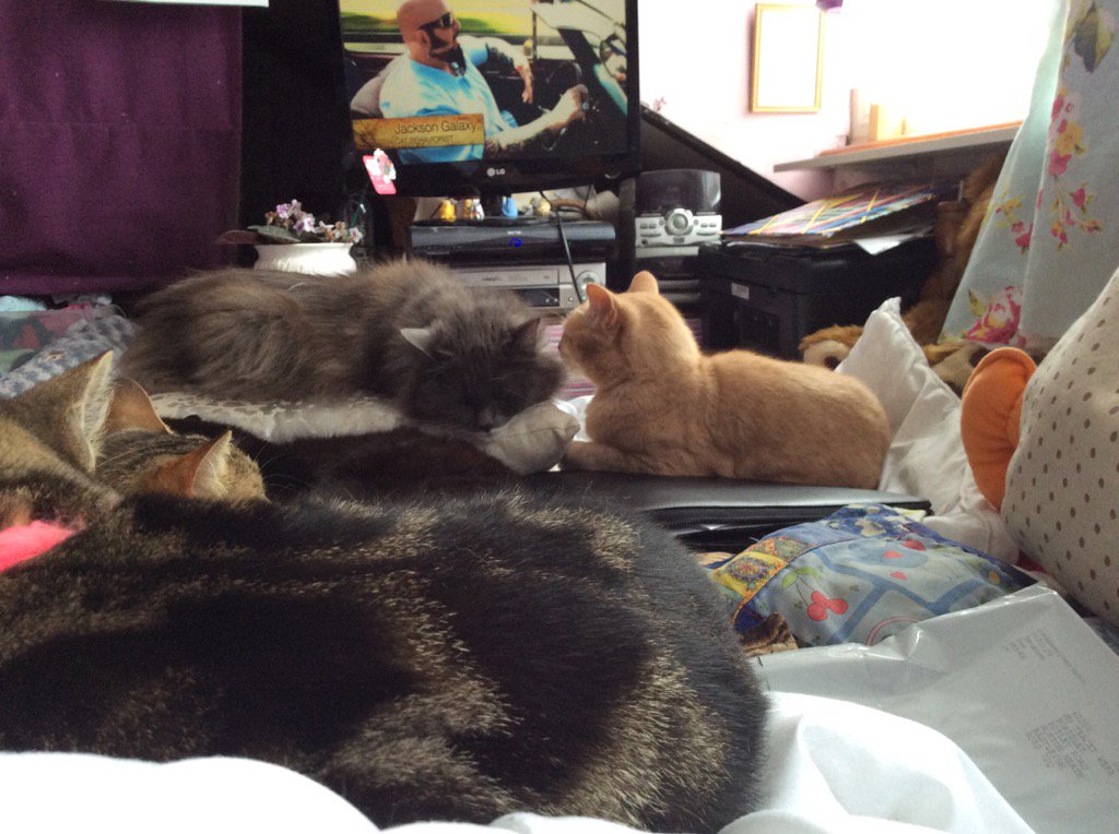 trace647's tweet image. Some of my cats watch my cat from hell on a rainy afternoon
#catswatchingmcfh