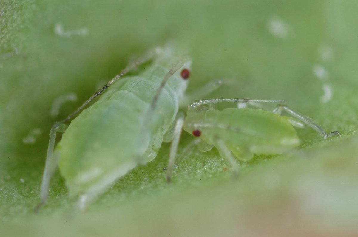 カメムシ セミ ウンカ Hemiptera
